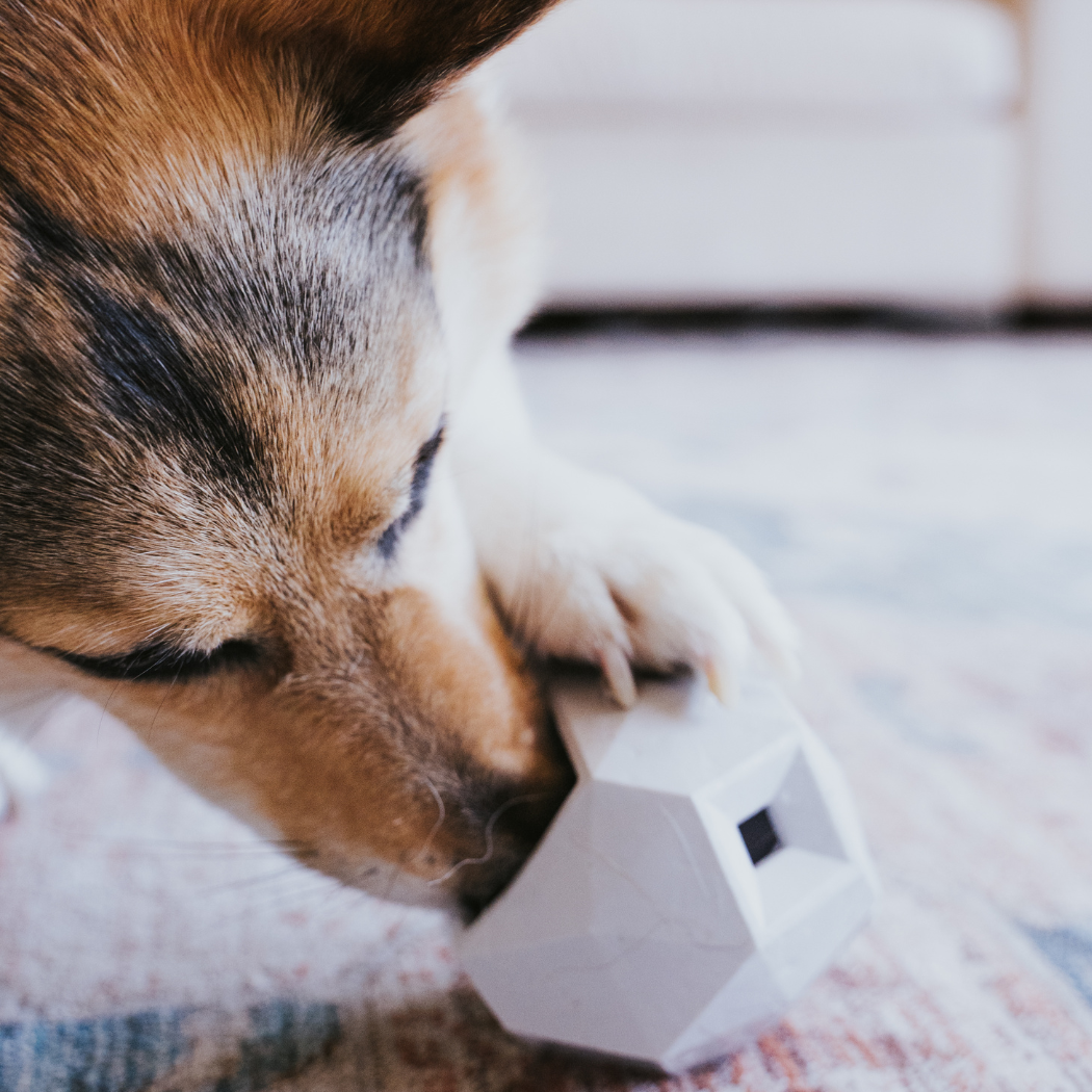 The Odin Treat Dispensing Toy For Dogs